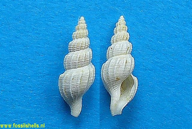 Pleurotomella fragilis