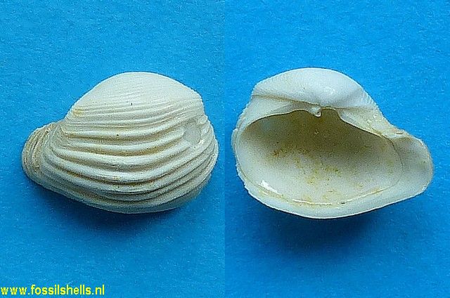 Hexacorbula rugosa