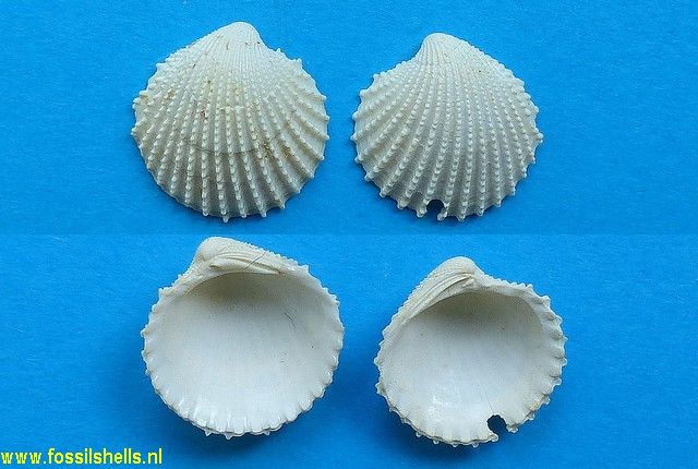Cyclocardia pulchra