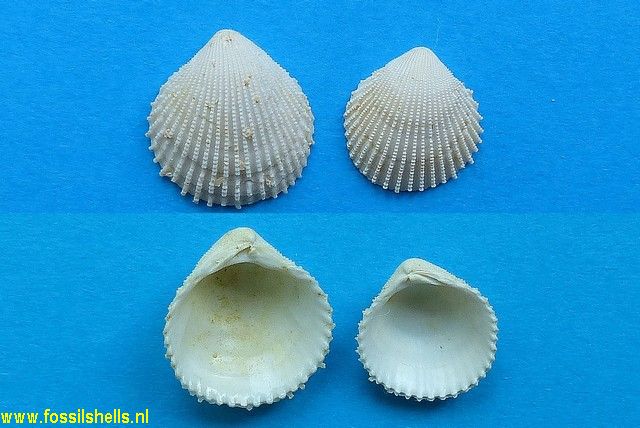 Cyclocardia elegans