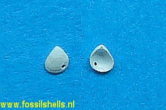 Condylocardia atomus