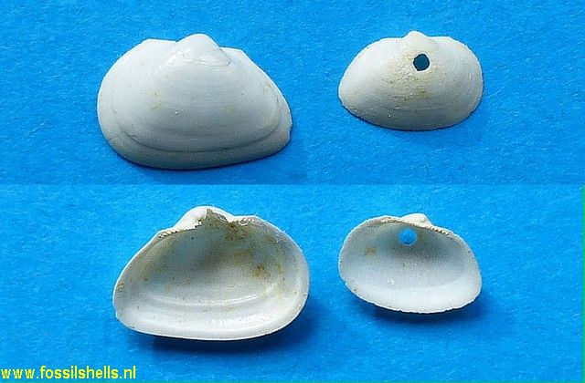 Trigonodesma multidentata