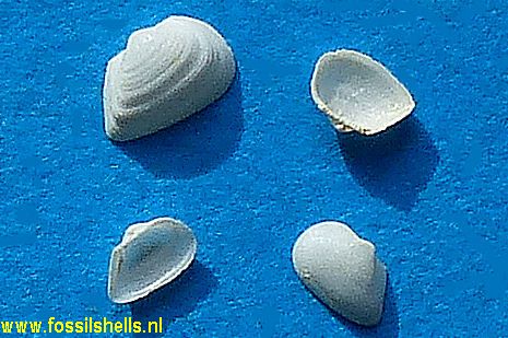 Trigonodesma lissa