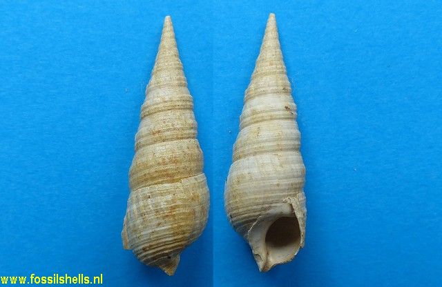 Granulolabium substriatum