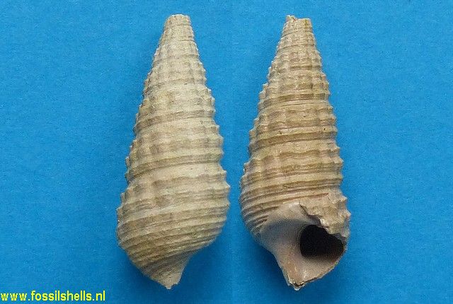 Granulolabium substriatum