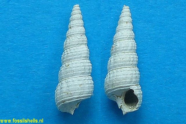 Terebralia morleti