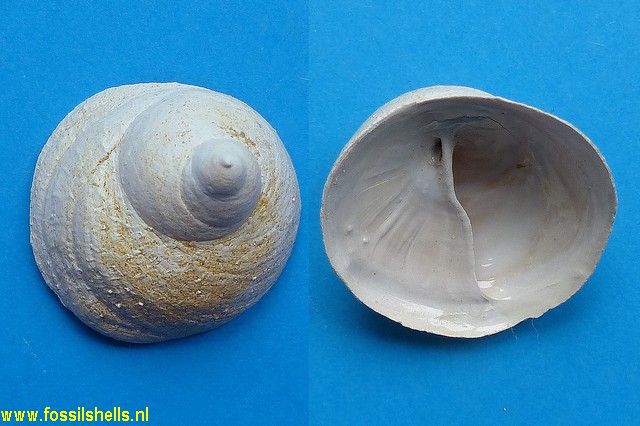 Calyptraea aperta