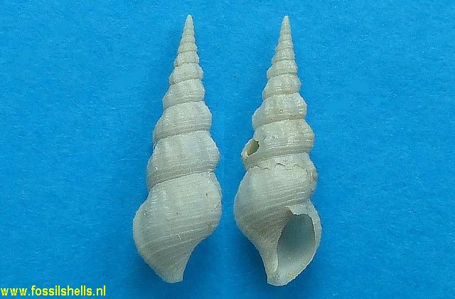 Tenuicerithium fragile