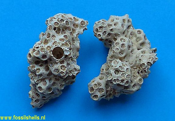 Astrangia vasconiensis