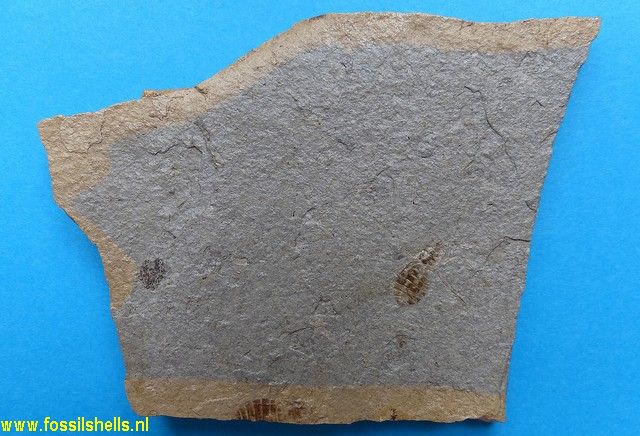 Unidentified Odonata