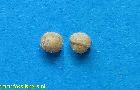 Unidentified Foraminifera
