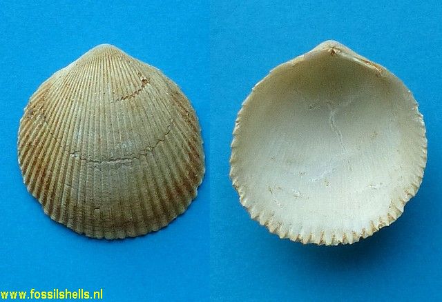 Vepricardium species
