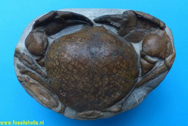 International Fossil Shell Museum - Foundation for the study of shells ...