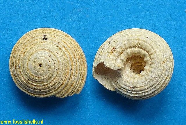 Architectonica bifida