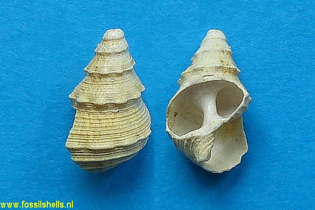 Benoistia species