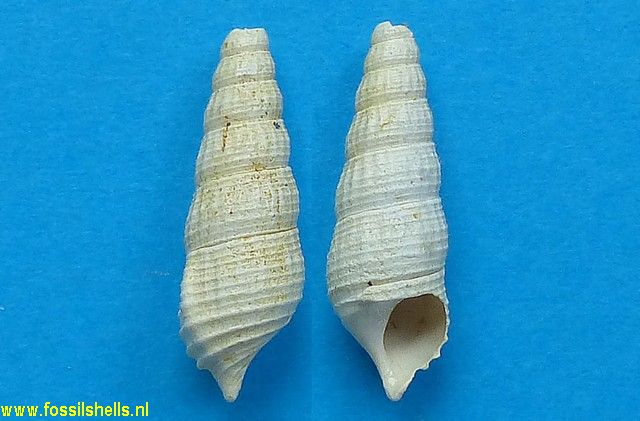 Cerithium edulcoratum
