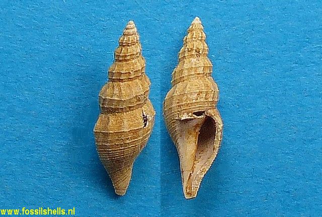 Raphitoma perplexa