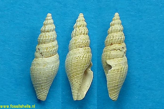 Raphitoma perplexa