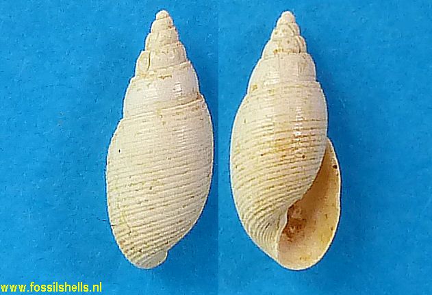 Acteon gmelini