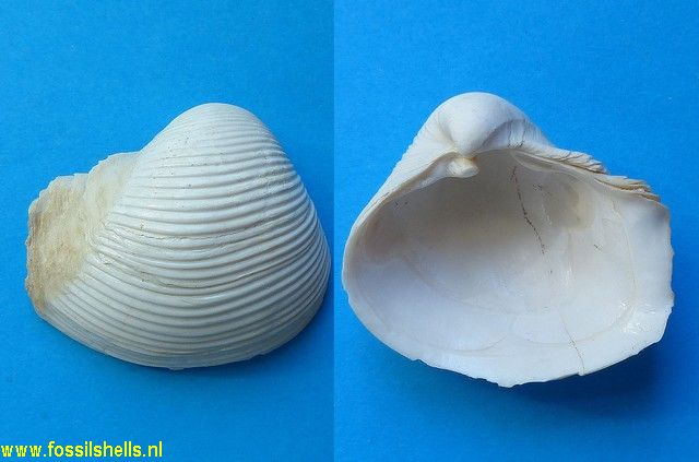 Bicorbula altavillensis
