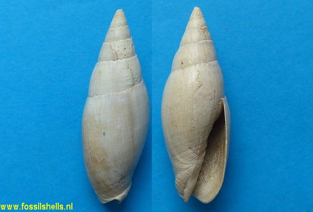 Mitra fusiformis