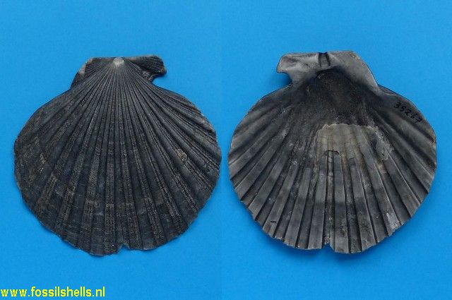 Chesapecten covepointensis