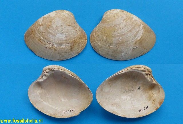 Macrocallista marylandica