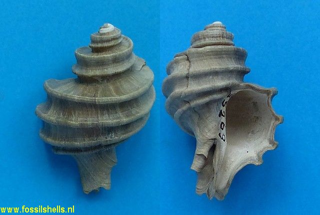 Ecphora meganae williamsi