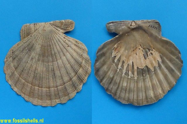 Chesapecten nefrens