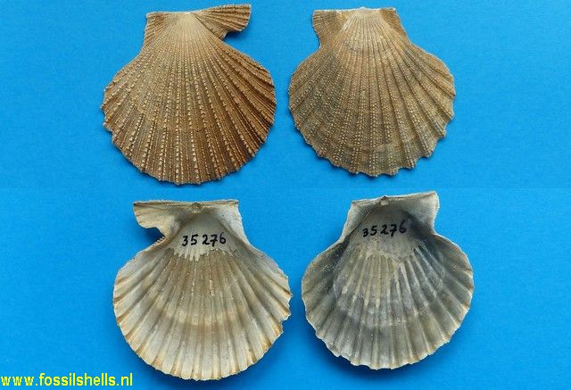 Chesapecten coccymelus