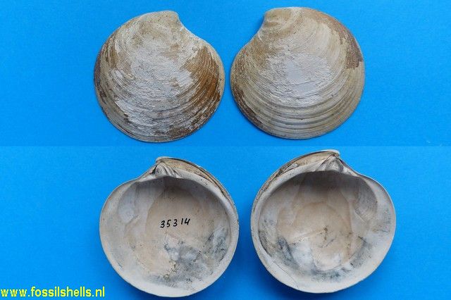 Dosinia acetabulum blackwelderi