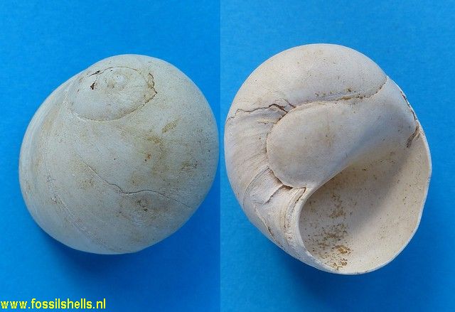 Polinices duplicatus