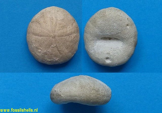 Oligopygus haldemani