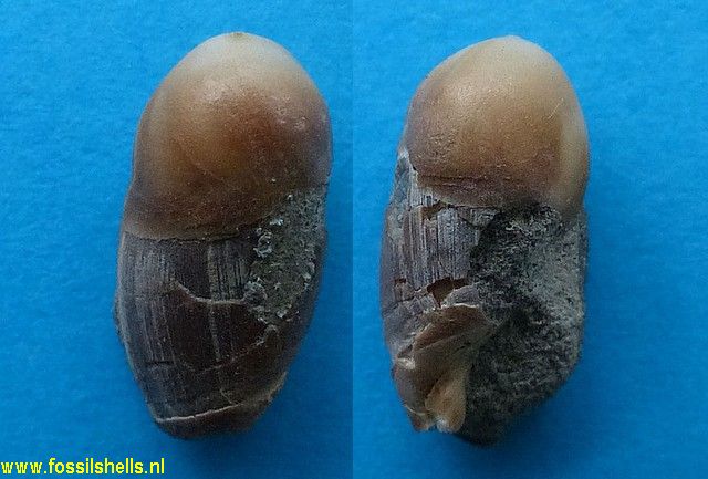Amalda subhebera