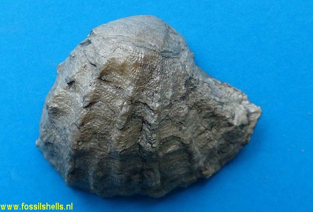 Anomia trigonopsis