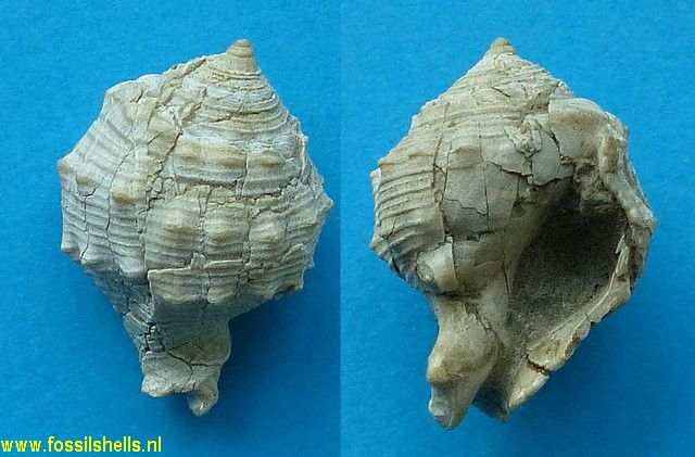 Zelandiella calcarata