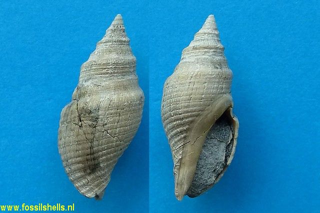 Austrotoma hurupiensis
