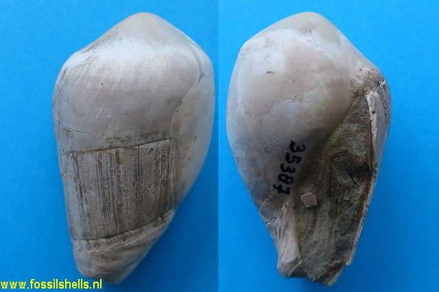 Amalda tirangiensis