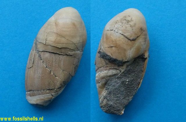 Amalda hebera
