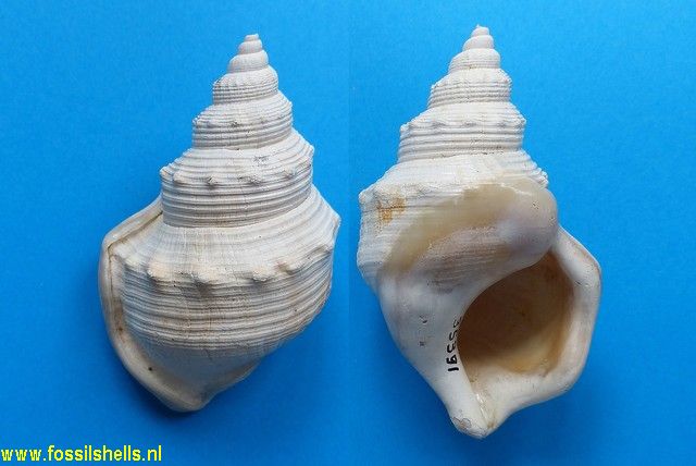 Struthiolaria papulosa