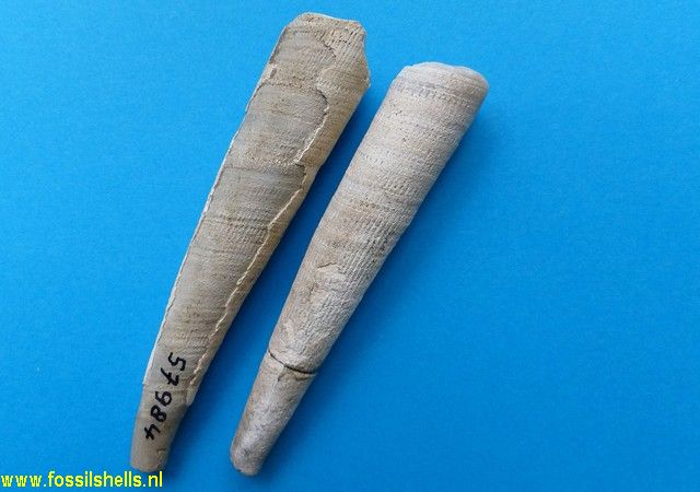 Dentalium solidum