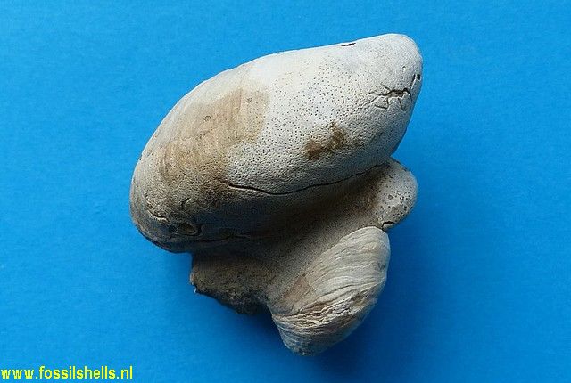 Crepidula radiata