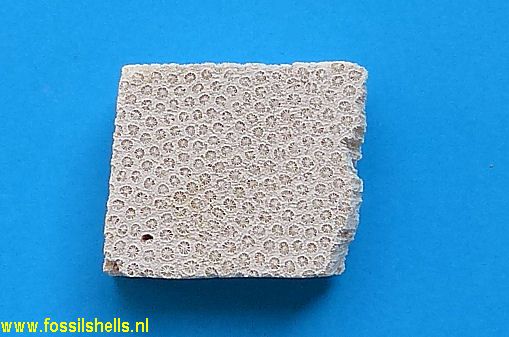 Solenastrea bournoni