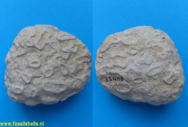 Plocoscyphia meandrina