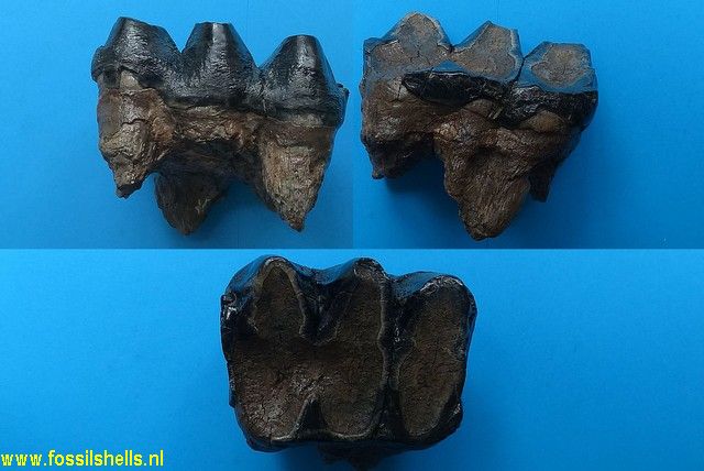 Gomphoterium species