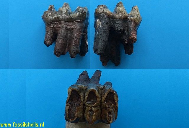 Gomphoterium species