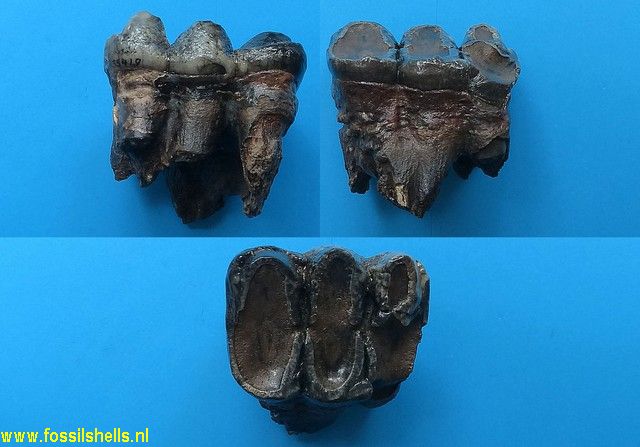 Gomphoterium species