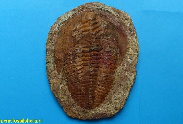 Unidentified Trilobita