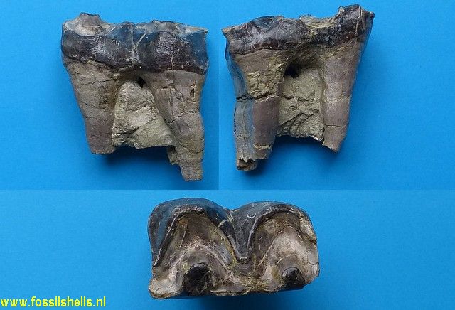 Titanotherium species