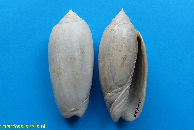 Lindoliva griffini